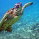 Image for article titled Why Is An Entire Genre Of Science Devoted To Blindfolding Turtles?